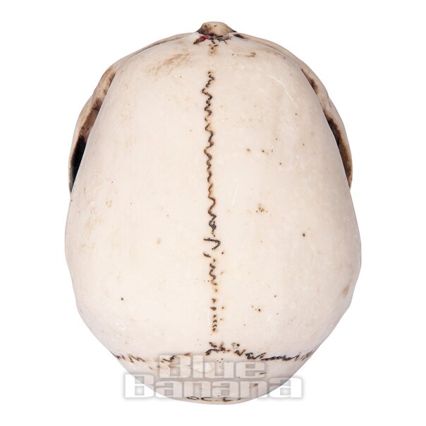 Nemesis Now Bite The Bullet Skull Ornament | Blue Banana