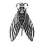 Blue Banana Threadless Surgical Steel Death Moth Ear Weight (Silver)
