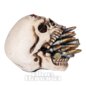 Nemesis Now Bite The Bullet Skull Ornament | Blue Banana